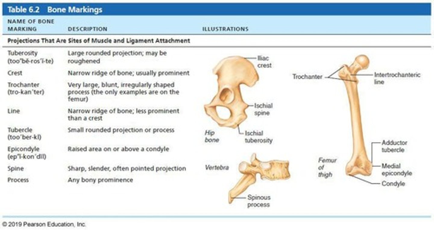 <p>Sites of muscle, ligament, and tendon attachment on external surfaces.</p>
