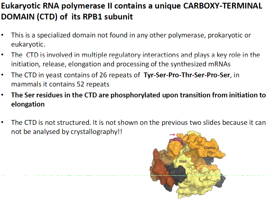 <p><strong>Unique Feature</strong><br> CTD is a specialized domain of the RPB1 subunit (red arrow on image)<br> Not found in any other polymerase, prokaryotic or eukaryotic</p><p><strong>Functions</strong><br> Involved in multiple regulatory interactions<br> Plays a key role in initiation, release, elongation, and processing of synthesized mRNAs</p><p><strong>Structure</strong><br> In yeast, CTD contains 26 repeats of Tyr-Ser-Pro-Thr-Ser-Pro-Ser<br> In mammals, CTD contains 52 repeats<br> Ser residues are phosphorylated during transition from initiation to elongation<br> CTD is intrinsically unstructured<br>  Not shown in crystallography-based slides because it cannot be analyzed by this method</p>
