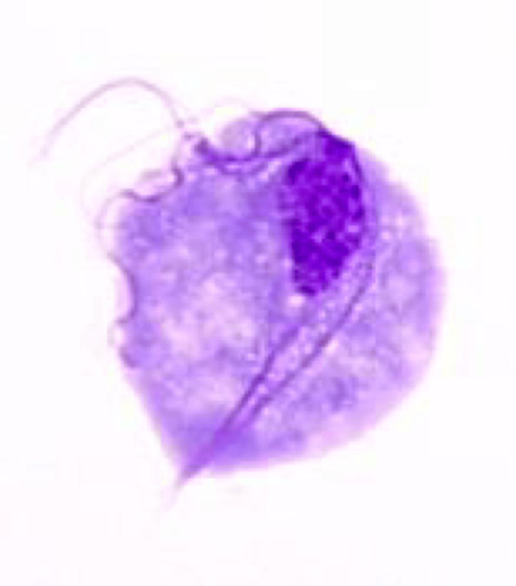 <p>Name the species and stage</p>