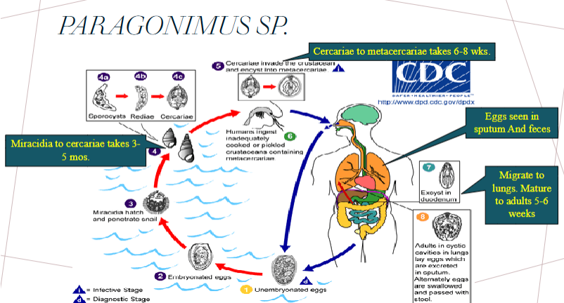 <ol><li><p>unembryonated eggs pass in sputum</p></li><li><p>embryonate in water</p></li><li><p>miracidia hatch and penetrate snail</p></li><li><p>miracidia → cercariae (3-5 mo)</p></li><li><p>cercariae invade crustacean and encyst into metacercariae</p><ul><li><p>cercariae → metacercariae takes 6-8 wks</p></li></ul></li><li><p>humans ingest inadequately cooked or pickled crustaceans containing metacercariae</p></li><li><p>humans pass eggs in sputum / feces</p></li><li><p>encyst in duodenum but migrate to lungs; mature adults take 5-6 wks</p></li></ol><p></p>