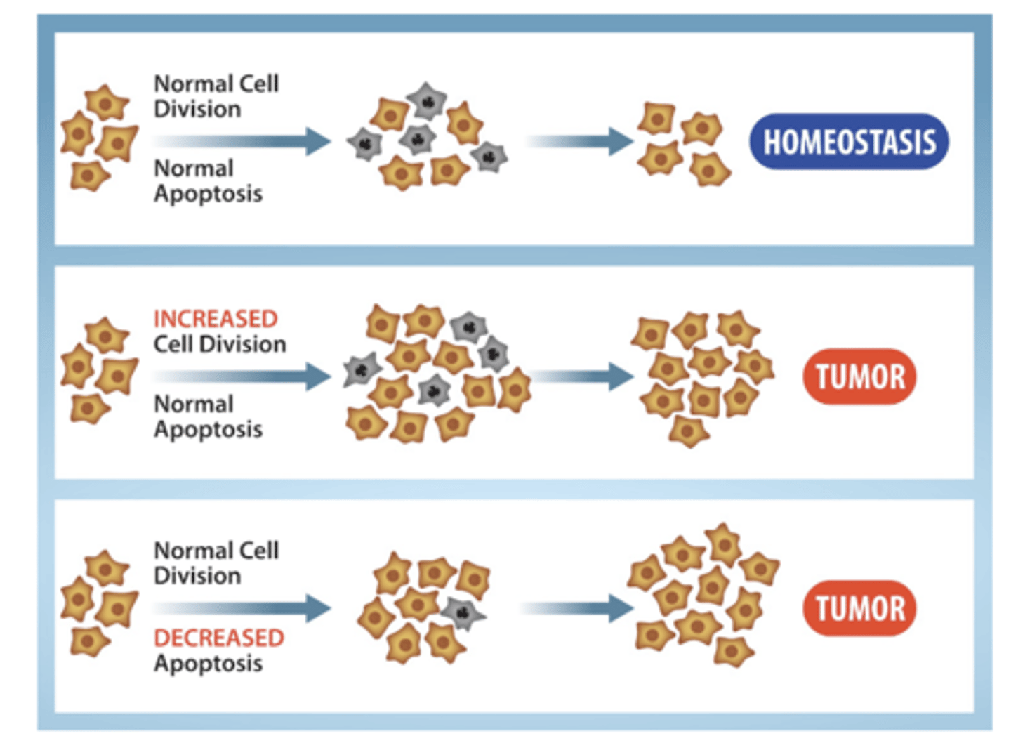 <p>The term cancer refers to many different diseases characterized by uncontrolled cell growth:</p><p>- Begins with a gene mutation that results in a faulty protein that regulates cell reproduction</p><p>Two types of regulators are involved:</p><p>- Positive Regulators (Oncogenes): promote movement to the next step of the cell cycle</p><p>- Negative Regulators (Tumor Suppressors): stop advancement of the cell cycle</p><p>Tumors result when the reproduction of mutated cells surpasses the growth of normal cells:</p><p>- Results from lack of homeostasis between cell division &amp; death</p><p>- Apoptosis: programmed cell death </p>