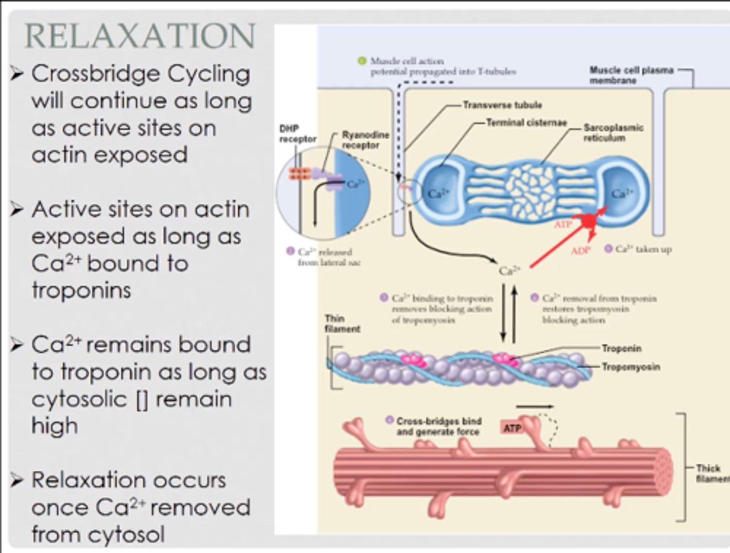 <p>1. Crossbridge formation</p><p>2. Power stroke</p><p>3. Release of myosin head</p><p>4. Reset myosin head</p>