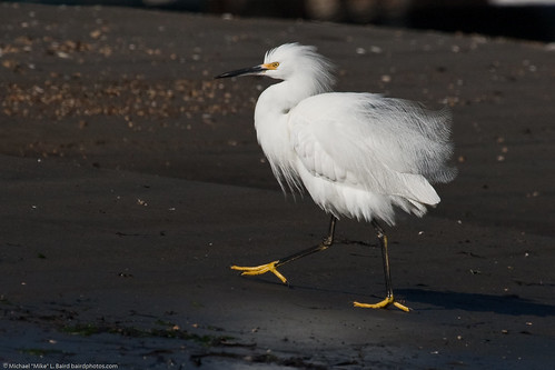 <p>Egretta thula</p>