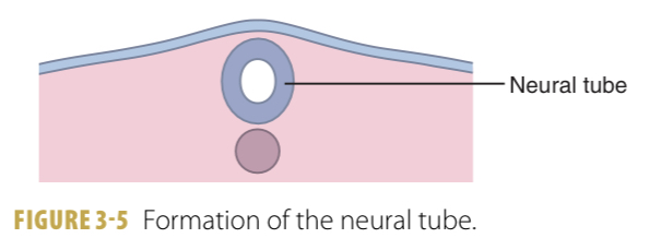 <p>3-4 weeks; neural tube formation</p>