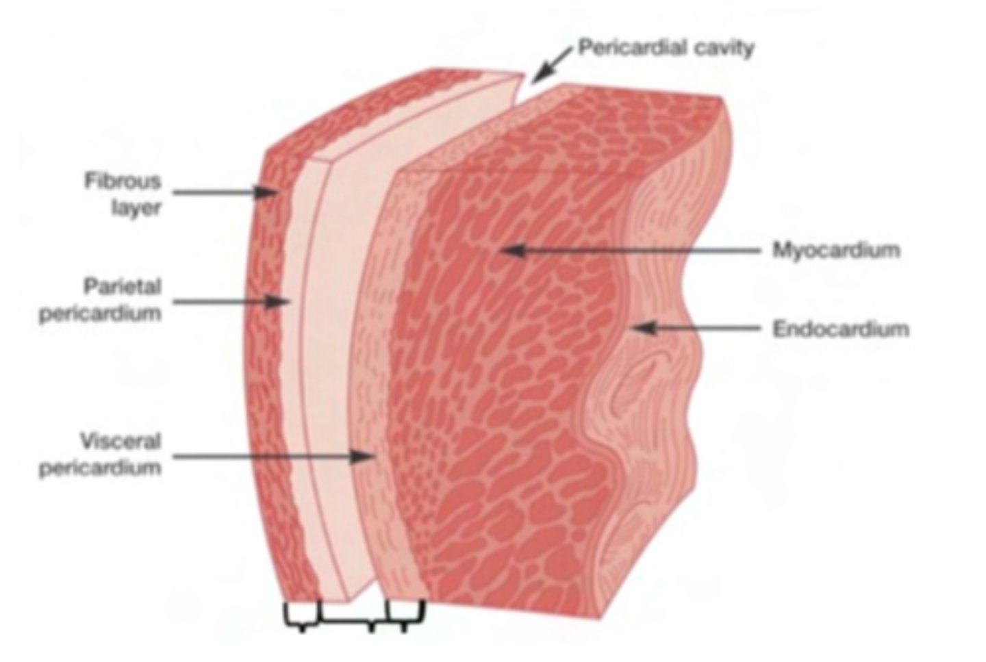 <p>Epicardium: outermost covering. </p><p>Myocardium (right &lt;&lt; left)</p><p>Endocardium or endothelium: inner thin layer of simple squamous epithelium</p>