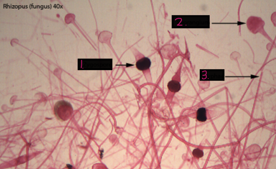 <p>What is this?</p><ol><li><p>?</p></li><li><p>?</p></li><li><p>?</p></li></ol><p></p>