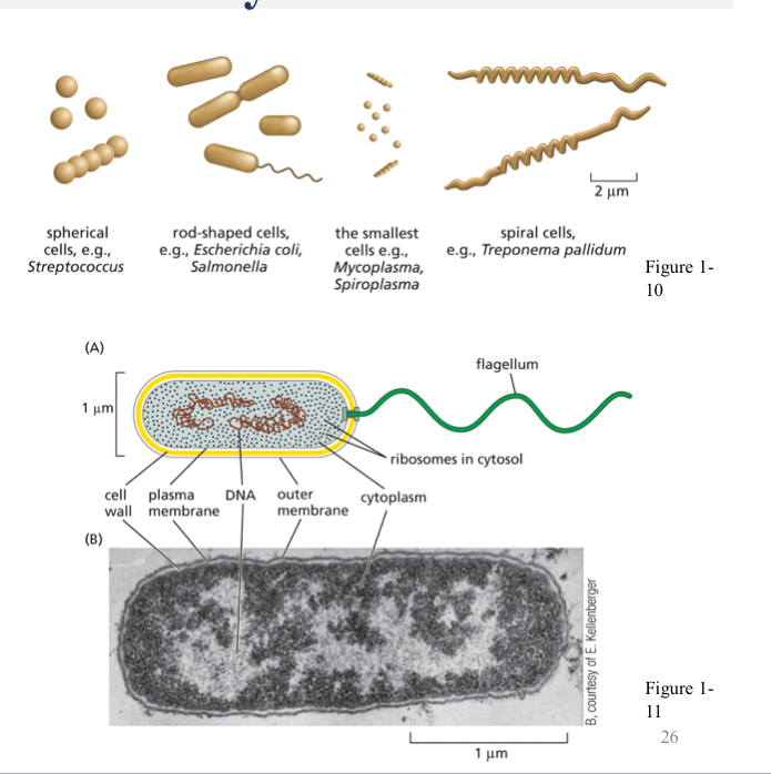 <ul><li><p>Single-celled microorganisms that lack a membrane-enclosed nucleus (or other membrane bound organelles).</p></li><li><p>Pro = before</p></li><li><p>Karyon = nucleus</p></li></ul><p></p>