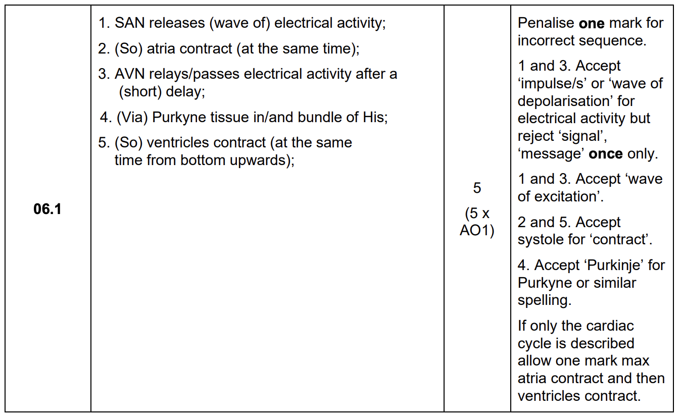 <ol><li><p>SAN releases (wave of) electrical activity</p></li><li><p>(so) atria contract (at the same time)</p></li><li><p>AVN relays/passes electrical activity after a (short) delay</p></li><li><p>(via) Purkyne tissues in/and bundle of His</p></li><li><p>(so) ventricles contract (at the same time from bottom upwards)</p></li></ol><p></p>