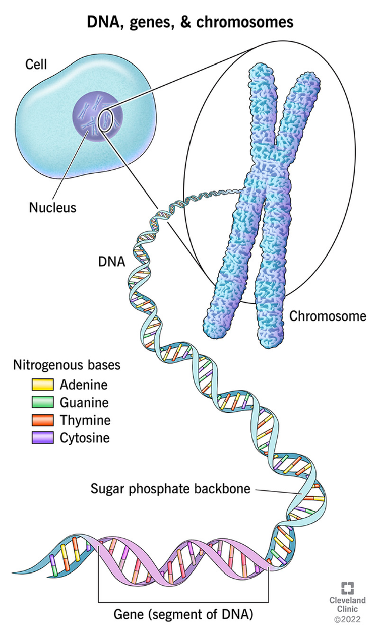 <p><span>DNA is a polymer molecule made up of many nucleotides joined together in two strands that twist to make a double helix.</span></p>