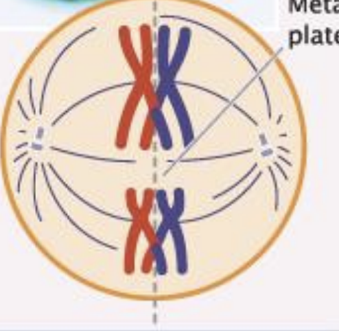 <p>homologous pairs randomly align of center of cell</p>
