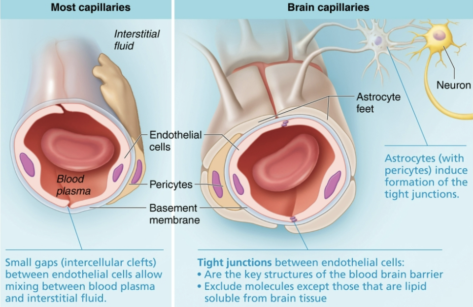 <ul><li><p><strong>STRUCTURE</strong></p><ul><li><p>Substances from blood must first pass through continuous <span style="color: purple"><strong><mark data-color="purple" style="background-color: purple; color: inherit">endothelium of capillary</mark></strong></span> walls before gaining entry into neurons </p><ol><li><p><strong>Tight junctions</strong> ensure substances pass through, not around endothelial cells</p></li><li><p><strong>Feet of astrocytes and smooth muscle-like pericytes </strong>surround endothelial cells → Help to promote thigh junction formation in endothelial cells</p></li></ol></li></ul></li><li><p><strong>FUNCTION</strong></p><ul><li><p><span style="color: red"><strong>Helps maintain stable environment for brain</strong></span></p><ul><li><p>Chemical variations could lead to uncontrollable neuron firings </p><p></p></li></ul></li></ul></li></ul><p></p>