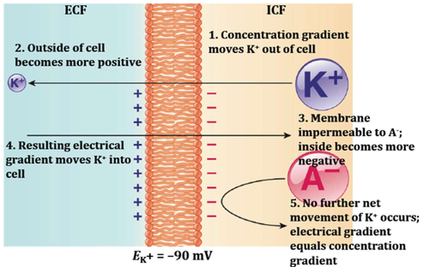 <p>voltage across membrane that balances the chemical driving force</p><p>Ek = -94 mV</p><p>Vm = -94 mV</p><p>^ balancing</p><p>**equal but opposite arrows = chemical / equilibrium potential</p>