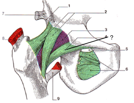 <p>Nom et caractéristiques de cette structure ?</p>