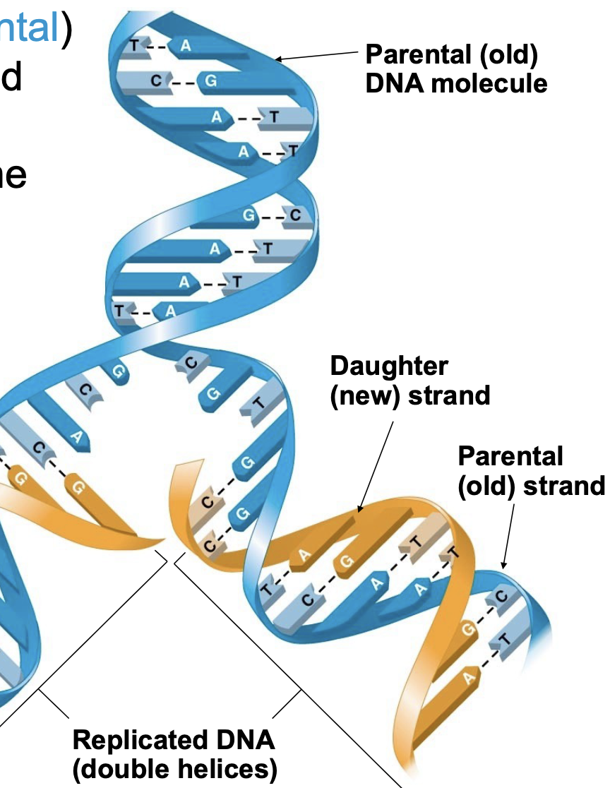 <p>.the parent molecule unwinds, and two new daughter strands are built based on base- pairing rules. Strands of the original (parental) DNA helix are separated, and new (daughter) strands complementary to each of the parental strands are made. Thus, each duplicated DNA \n double helix contains one old strand and one new strand. This is called semi-conservative replication.</p>