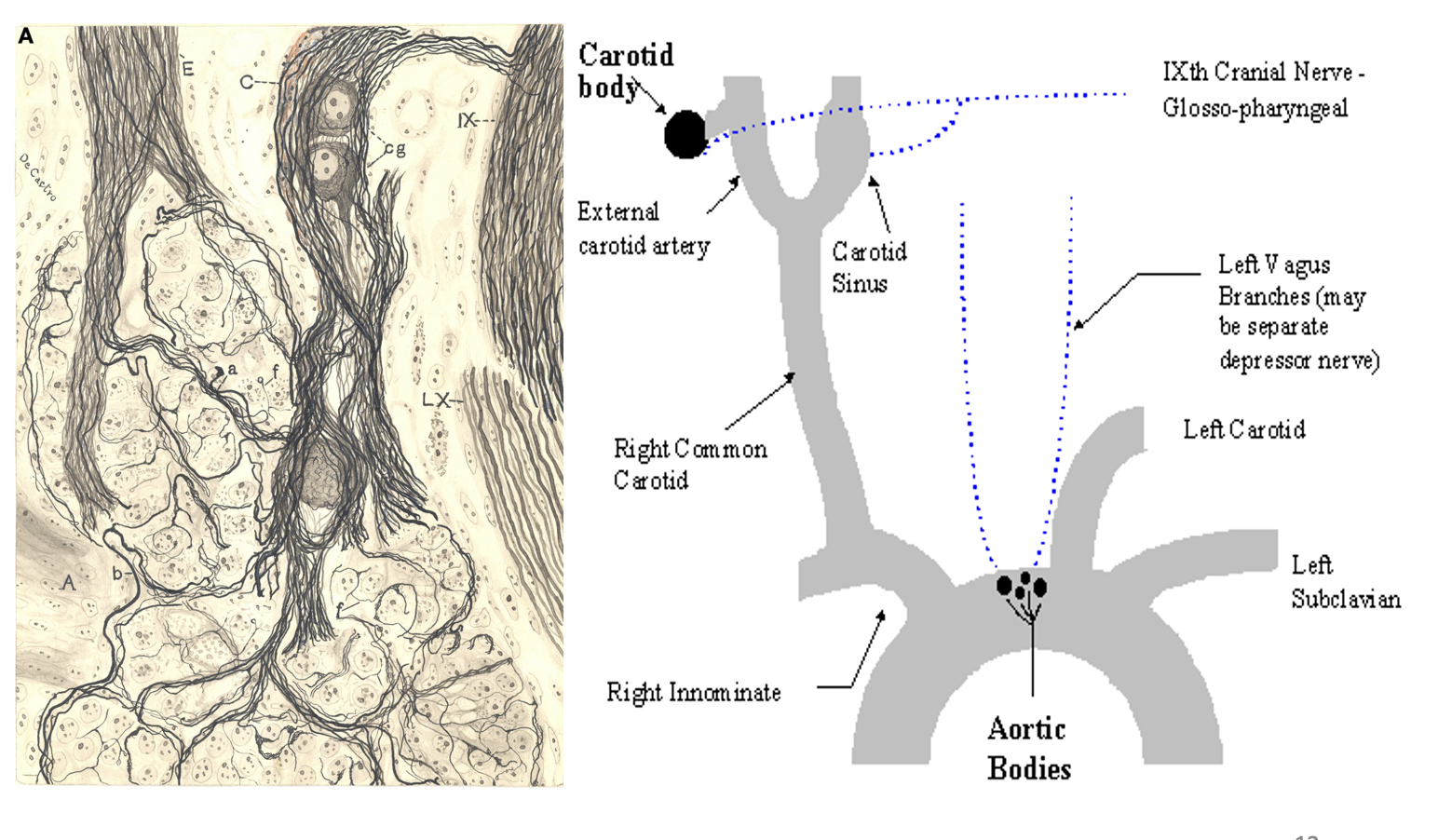 <p></p><ol><li><p>Carotid bodies</p></li><li><p>Aortic bodies</p></li><li><p>Medulla</p></li><li><p><strong>Arteries</strong></p></li></ol><p><em>All but the arterial chemoreceptors mainly regulate ventilation:</em></p><ul><li><p>arterial<strong> do</strong>&nbsp;have a role in ABP control when blood pressure</p></li></ul><p></p>