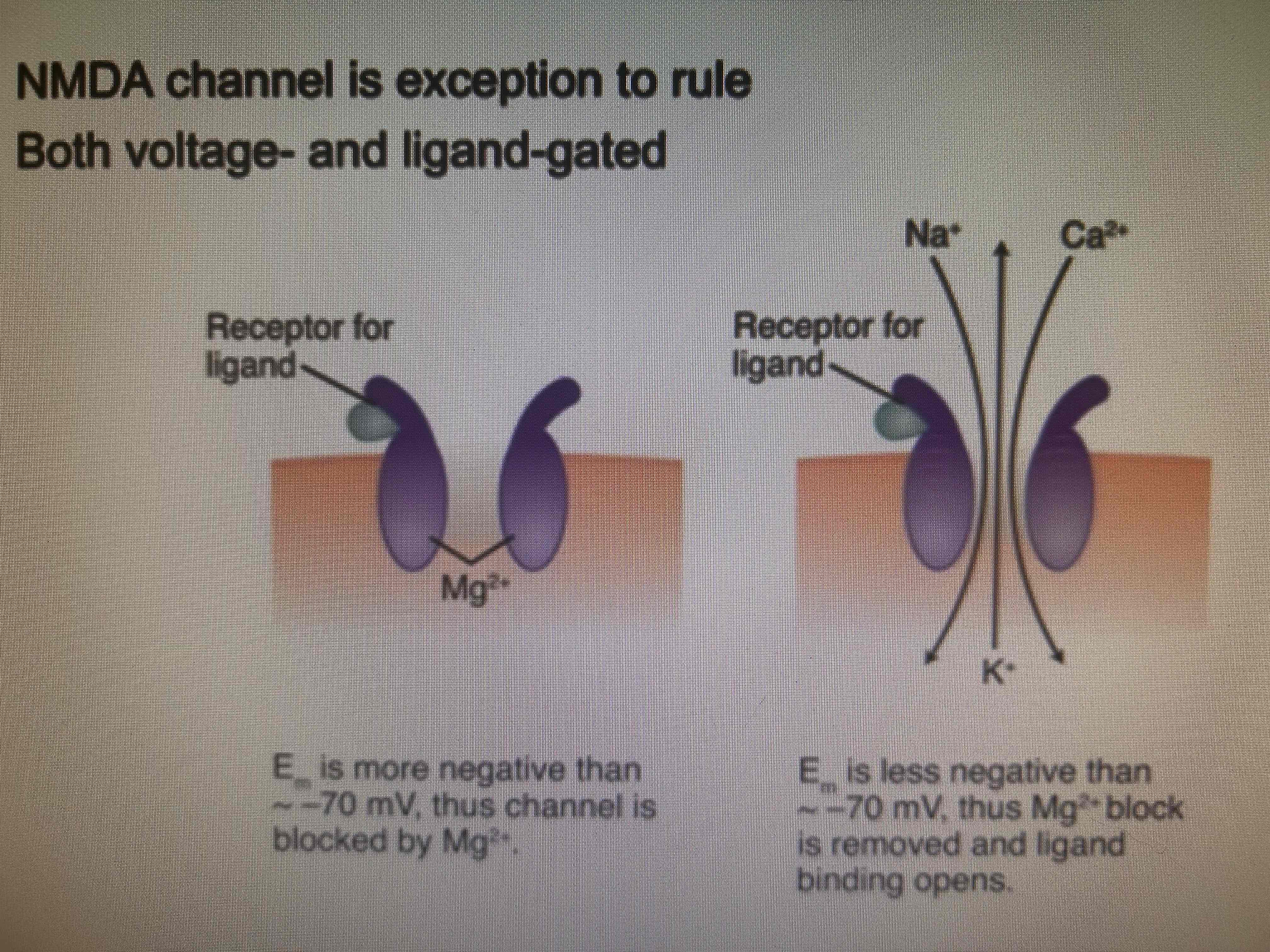 <p>NMDA</p><p>Ligands-aspartate and glutamate</p><p>Memory and pain transmission </p>
