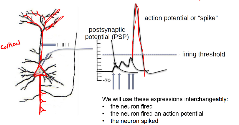 <p>action potentials</p>