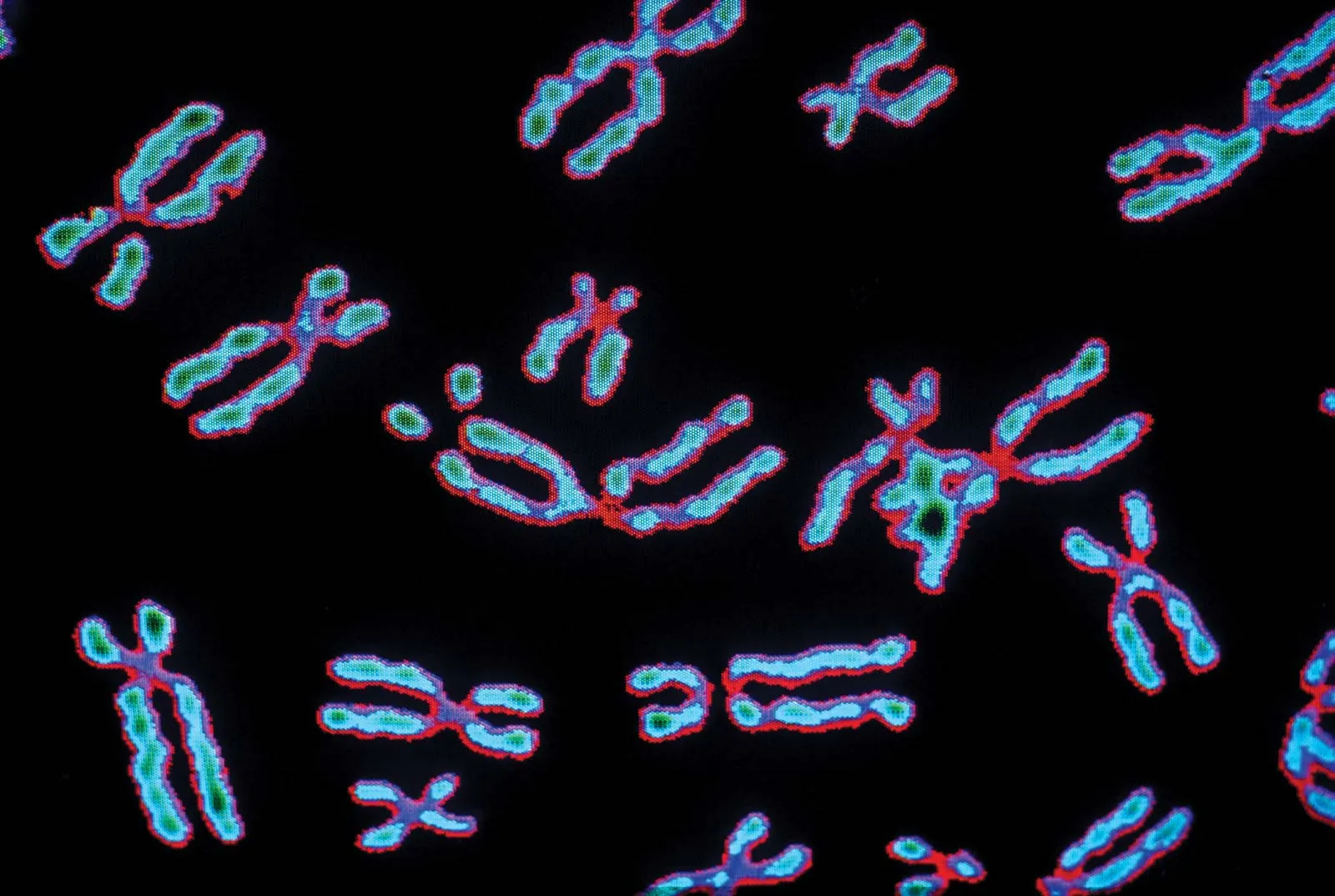 <p>chromosome</p>
