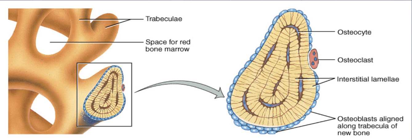 <p>Parts of Songy Bone (Trabeculae and red bone marrow) </p><p>Location</p>