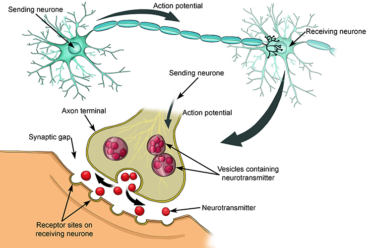<p>It <strong>triggers vesicle fusion</strong> with the presynaptic membrane.</p>