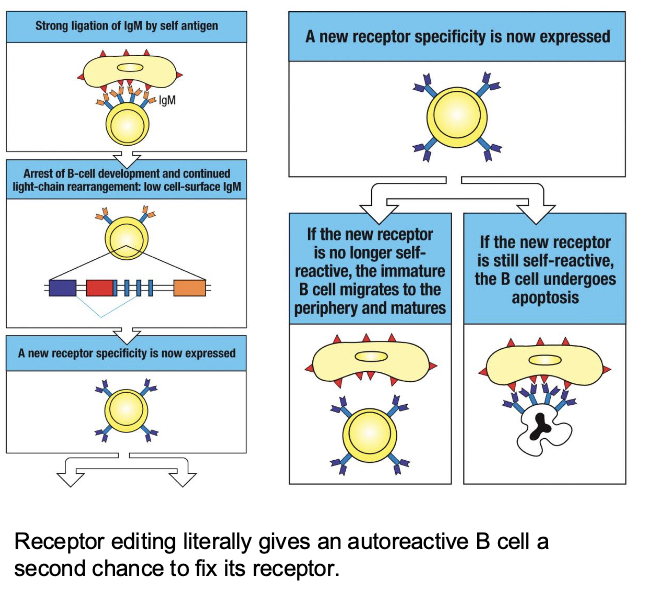 <p>gives an autoreactive B cell a second chance to fix its receptor</p>