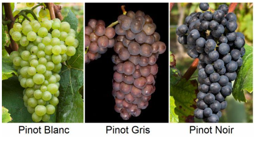 <p>What makes the “blanc”mutation, in a variety like pinot blanc in comparison to Pinot Noir?</p>