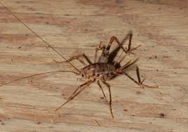 <p>Look kind of like a mix between a spider and a cricket. Head is smushed into thorax like Family Tetrigidae, however their&nbsp;“chin” is not touching their thorax, it droops down below the thorax. First two pairs of legs are thinnish, while the hind legs start out BEEFY and end thin. They look like they have a weird tail thing.&nbsp;Don’t look like they have wings. Legs are wider out. Class Insecta, Order Orthoptera, called&nbsp;camel crickets</p>