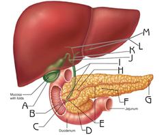 <p>The gland of the digestive and endocrine systems that produces insulin and secretes pancreatic juices.</p>