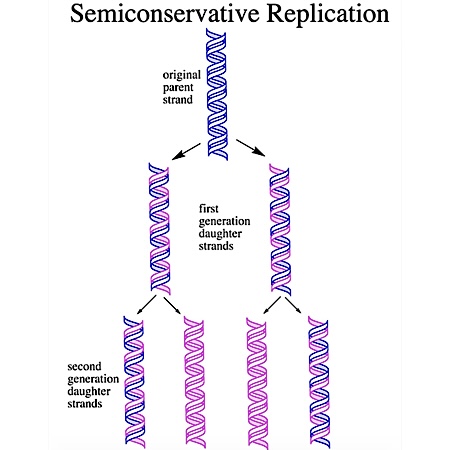 <p>The complementary strand will use the original strand as a template when replicating</p>