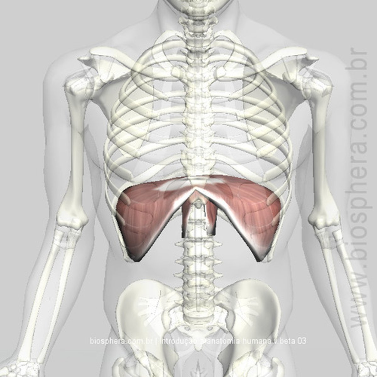 <p>Xiphoid process, costal cartilages &amp; adjacent portions of ribs 7-12, lumbar vertebrae and their intervertebral discs</p>