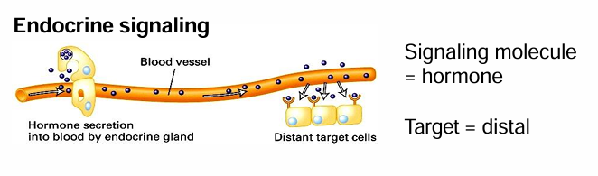 <ul><li><p>Signals are released into circulatory system </p></li><li><p>Cells throughout the body are exposed&nbsp;</p></li><li><p>Only cells with target receptors can respond</p></li><li><p>different cells of different tissues can respond at the same time&nbsp;</p></li><li><p>Common ex: Secreted Hormones&nbsp;</p></li></ul><p></p>