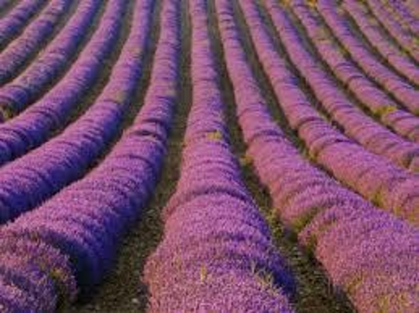 <p>ordenado, ordenada</p>