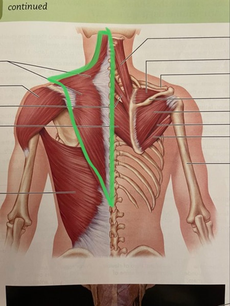 <p>O: thoracic &amp; cervical vertebrae; occipital bone</p><p>I: spine of scapula; clavicle</p><p>A: rotate scapula ; retract scapula</p>