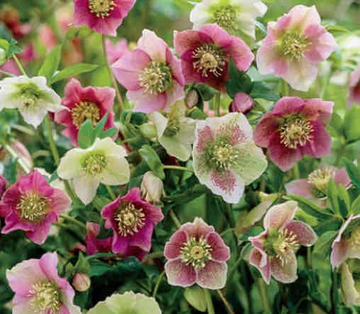 <p><span>Helleborus orientalis</span></p><p>Lenten Rose</p>