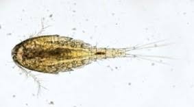 <p>Invertebrates that are indicators of high water quality that live in fresh and salt water environments and have four to six legs</p>