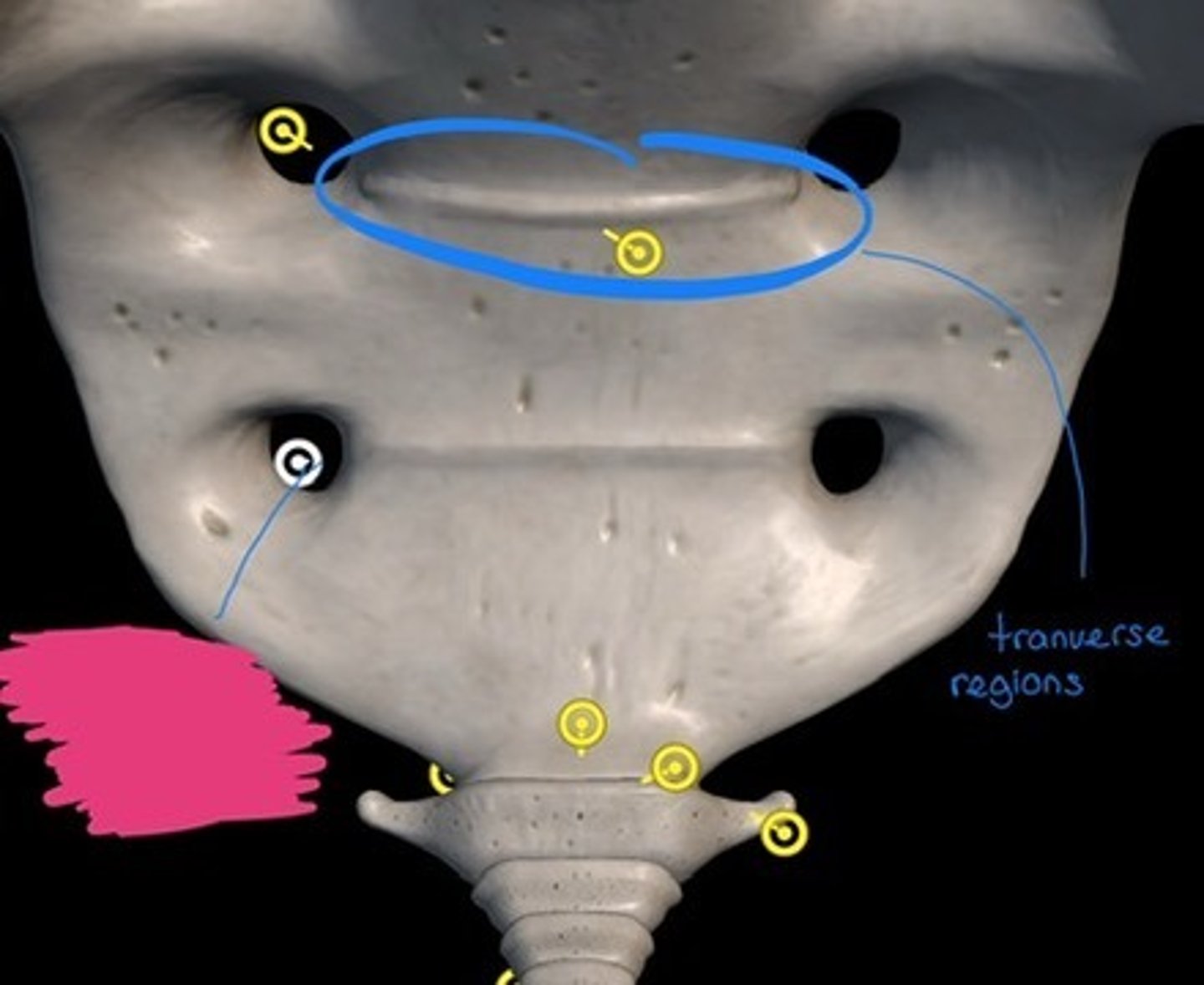 knowt flashcard image