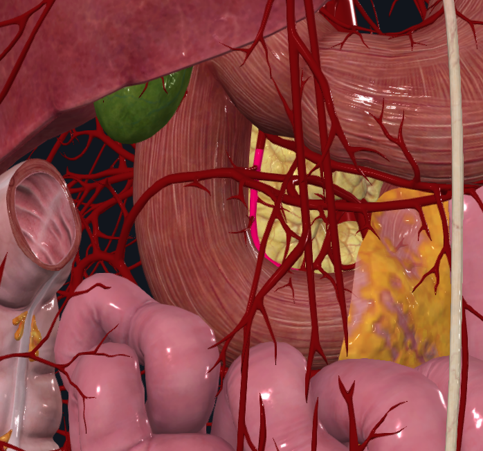 <p>What is highlighted in pink</p>