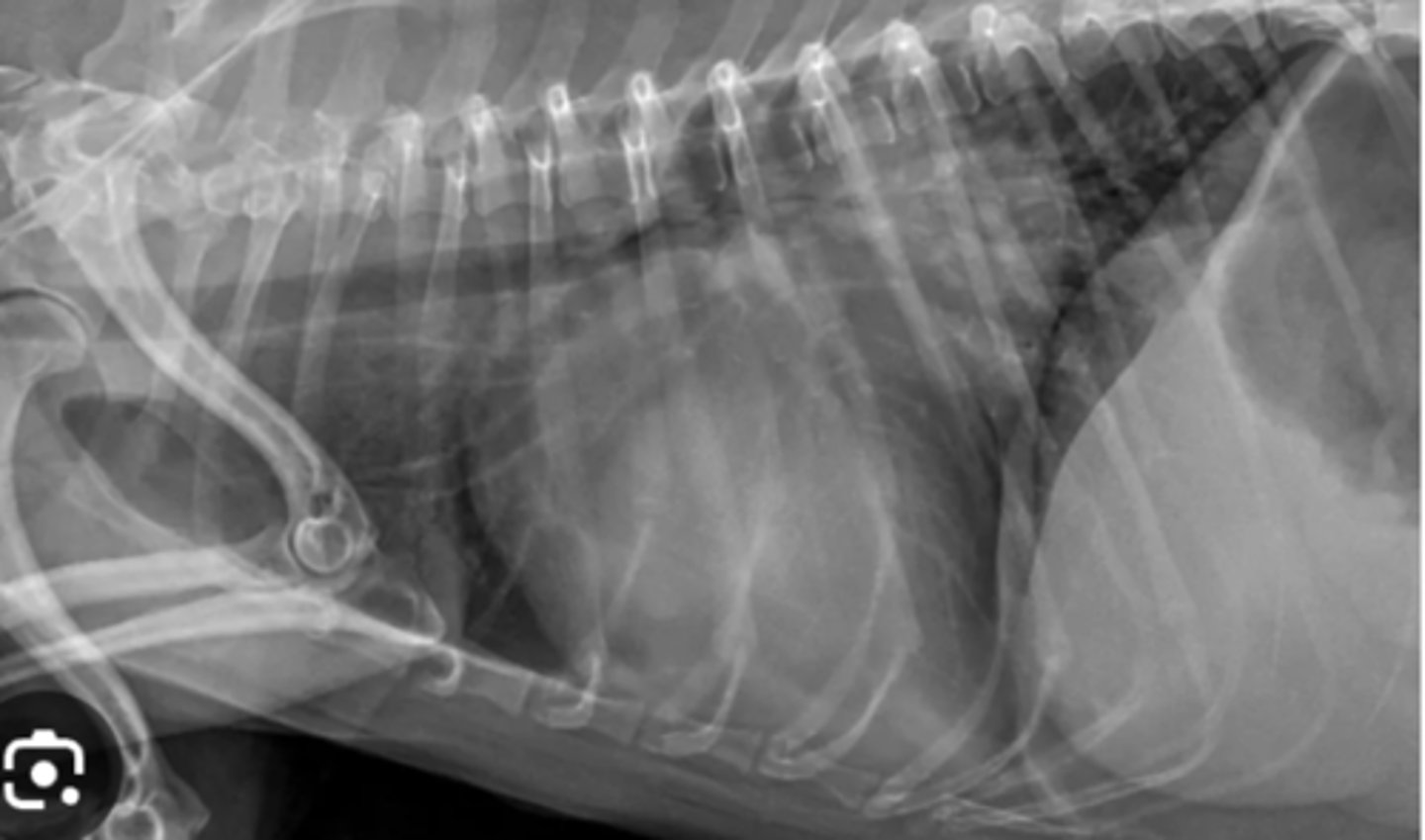 <p>Image of 6yo terrier with cardiac murmur and raspy lung- what do you see?</p>