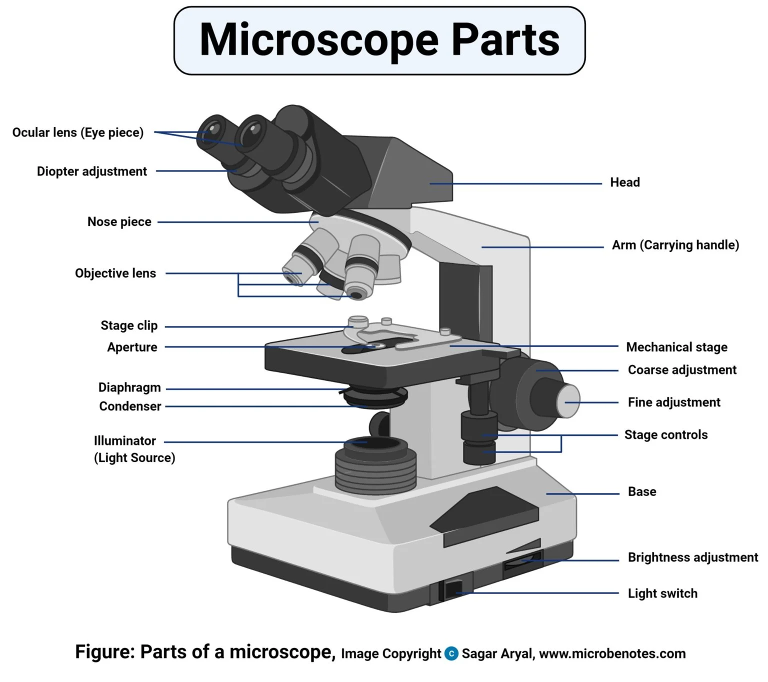 <p>The component that illuminates the specimen, enabling clearer visibility and detail during observation. </p>