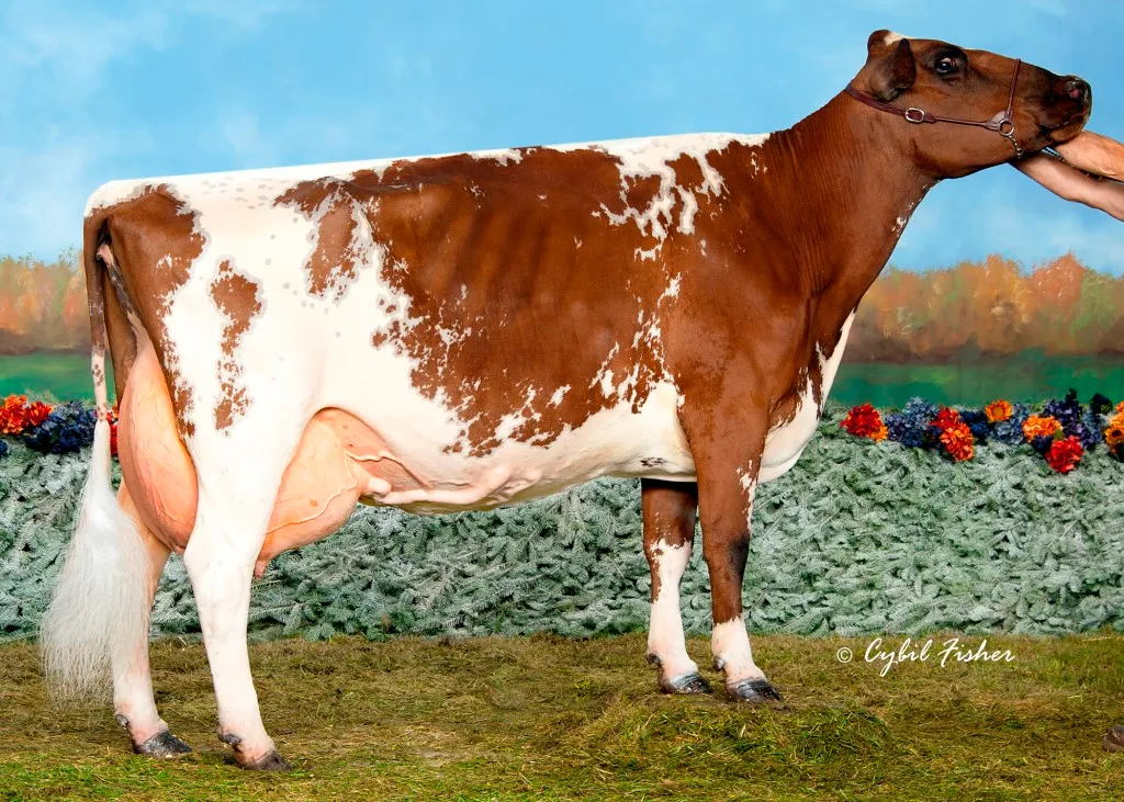 What Dairy Breed is this?
