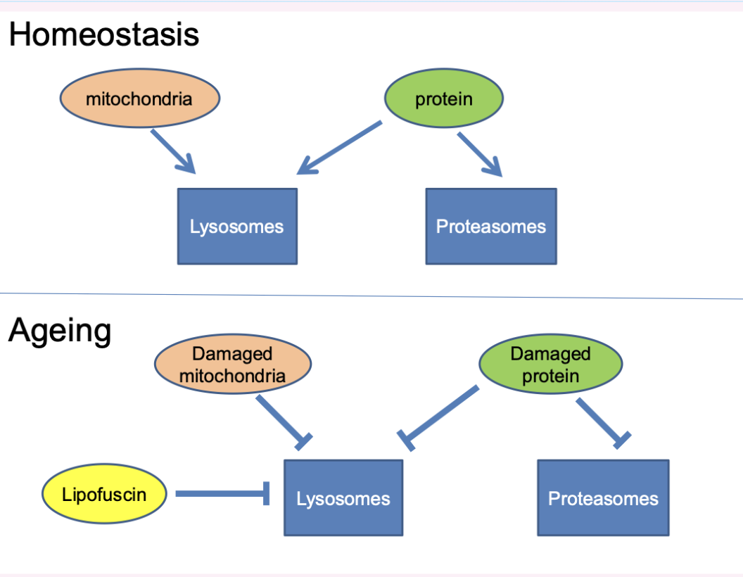 <p>normal- <span style="background-color: inherit; line-height: 22px; color: windowtext;"><span>Proteins degraded by both systems, mitochondria only by lysosomes</span></span><span style="line-height: 22px; color: windowtext;"><span> </span></span></p><p><span style="line-height: 22px; color: windowtext;"><span>aged- </span></span><span style="background-color: inherit; line-height: 22px; color: windowtext;"><span>Not degraded efficiently- causing impairment of homeostasis</span></span><span style="line-height: 22px; color: windowtext;"><span> </span></span></p>