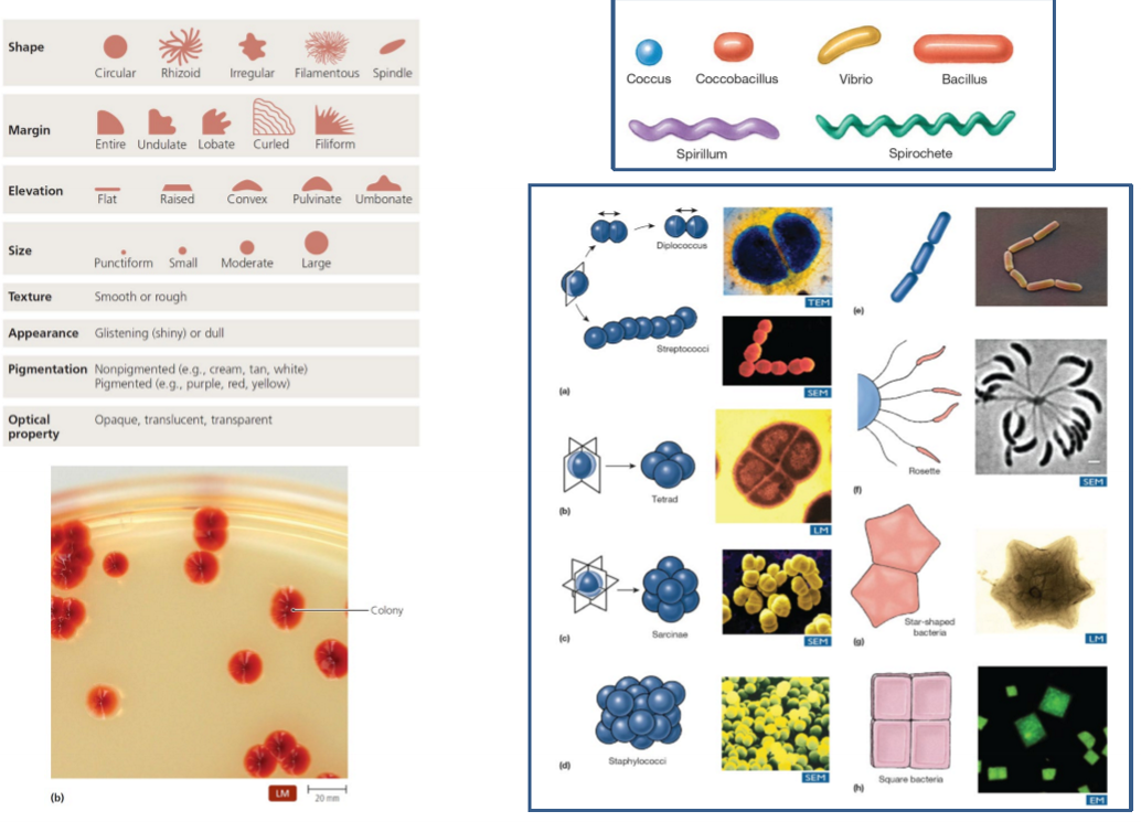 <ul><li><p>coccus - spherical</p></li><li><p>coccobaciullus - cylinder type</p></li><li><p>vibrio - thin and longand circular</p></li><li><p>bacillus - longer than coccobacillus</p></li><li><p>spirillium - spiral</p></li><li><p>spirochete - higher frewuency of swirls</p></li><li><p>e.g streptococci is 7 spheres connected as strept=7</p></li></ul><p></p>