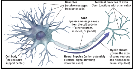 Highly specialized cell that communicates information in electrical and chemical form; Takes information and produces output that causes thoughts, feelings, and behaviors