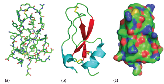 <p>a) A “stick” model showing positions of all atoms from X-ray diffraction studies.</p><p>b) A “cartoon” model showing helices (blue), strands (red) and loops/turns (green). Disulfides also shown (yellow).</p><p>c) A ”surface” model showing the solvent accessible surface (positive in blue, negative in red, neutral in green</p>