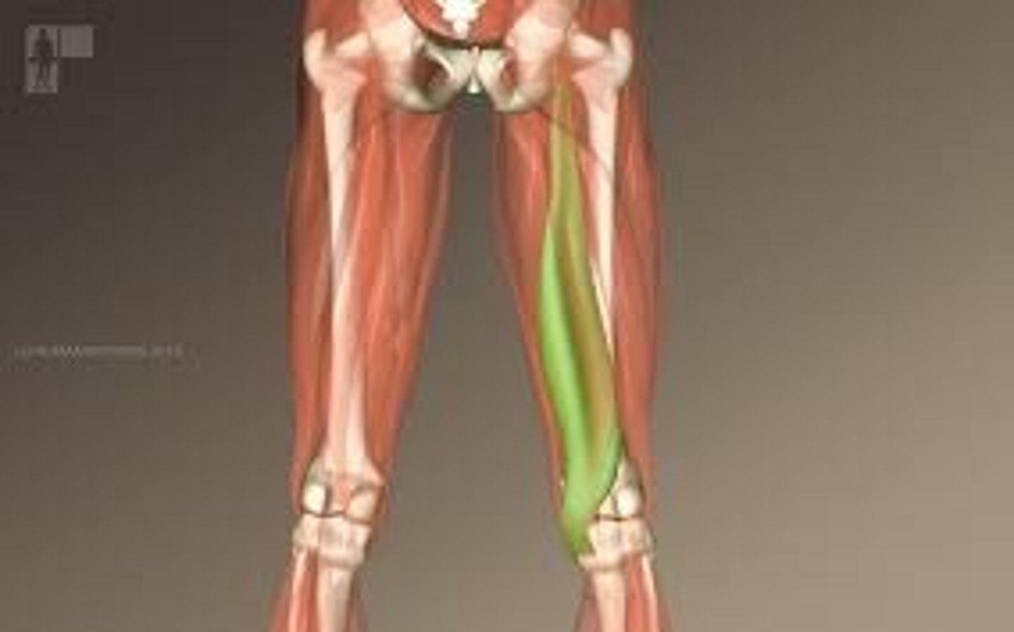 <p>posterior hamstring, big, more medial</p>