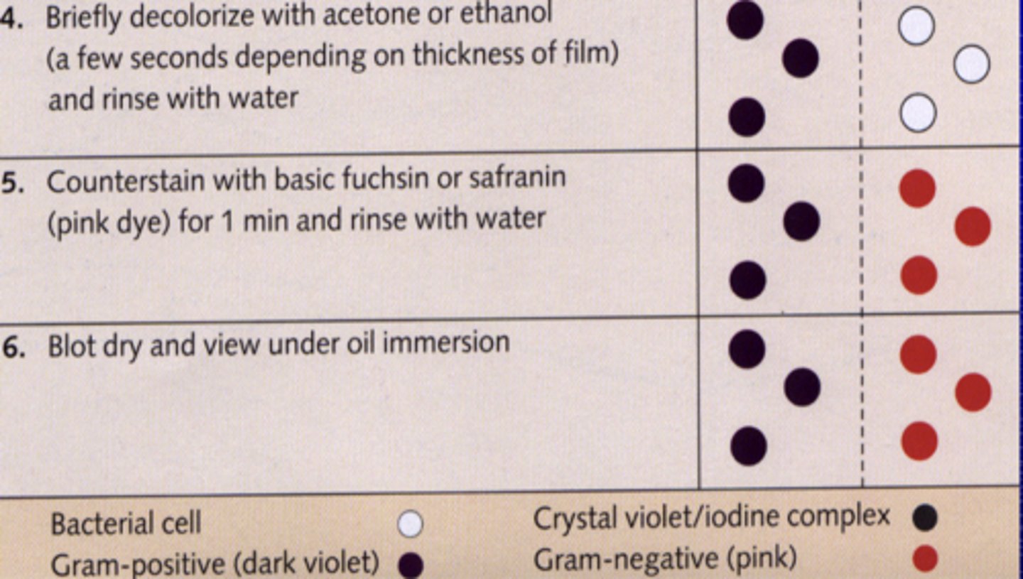 <p>safranin or basic fuchsin (pink dye)</p>