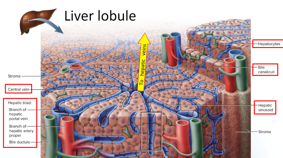 <p>Central vein, Hepatic triad (Branch of Hepatic vein/artery and bile ductule), Hepatocytes, Bile canaliculi, and hepatic sinusoid</p>