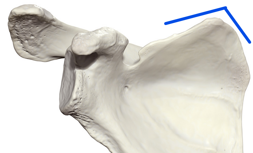 <p>Upper most medial corner of the scapula</p>