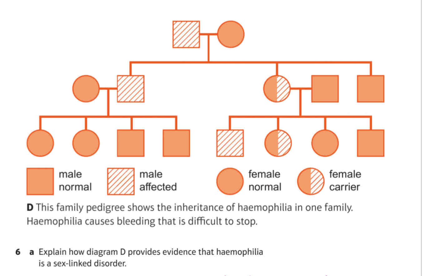 <p>A) Explain how diagram D provides evidence that haemophilia is a sex-linked disorder.</p><p>B) Explain why a female carrier of the haemophilia allele does not suffer from the disorder</p>