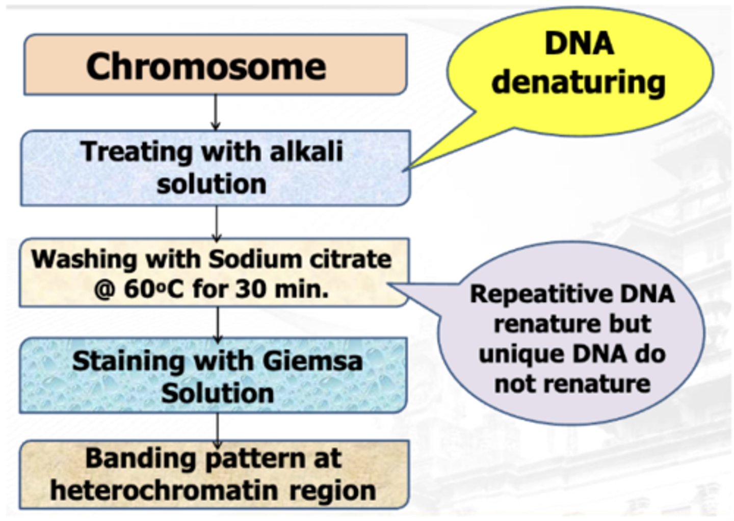 <p>Treated with alkali solution</p><p>Washed with Sodium Citrate </p><p>Stained with Giemsa</p>